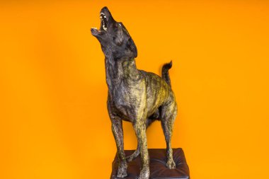 Hollandalı çoban köpeği oturuyor ve başka tarafa bakıyor, izole edilmiş, koyu, sarı, kırmızı