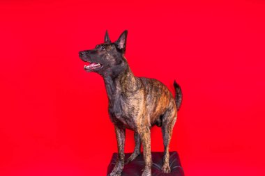 Hollanda çoban köpeği koyu sarı arka planda tek başına oturuyor.