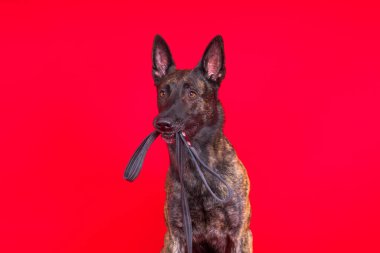 Hollandalı çoban köpeği ve tasması, stüdyo çekimi.
