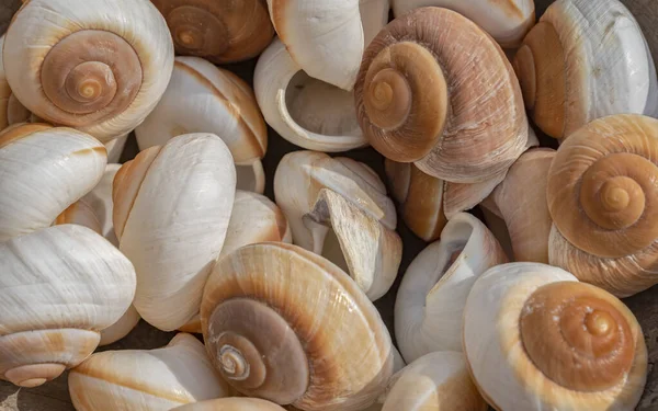 显示大量棕白色蜗牛壳的全景照片 — 图库照片