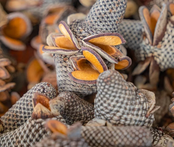 Full Frame Closeup Shot Showing Some Banksia Cones — Stock Photo, Image