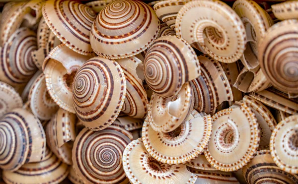 Fotograma Completo Mostrando Muchas Conchas Caracol Marino — Foto de Stock