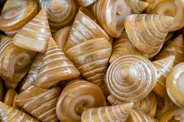 Full Frame Shot Showing Lots Polished Marine Iridescent Snail Shells — Stock Photo, Image