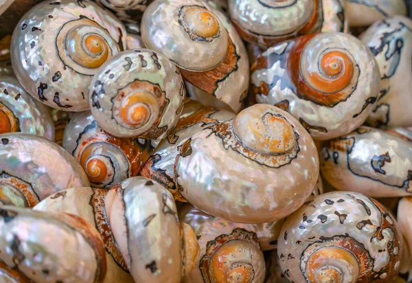 Full Frame Shot Showing Lots Polished Marine Iridescent Snail Shells — Stock Photo, Image