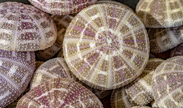 Full Frame Shot Showing Lots Sea Urchin Tests — Stock Photo, Image