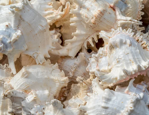 Full Frame Shot Pokazujący Wiele Morskich Muszli Ślimaka Białego — Zdjęcie stockowe