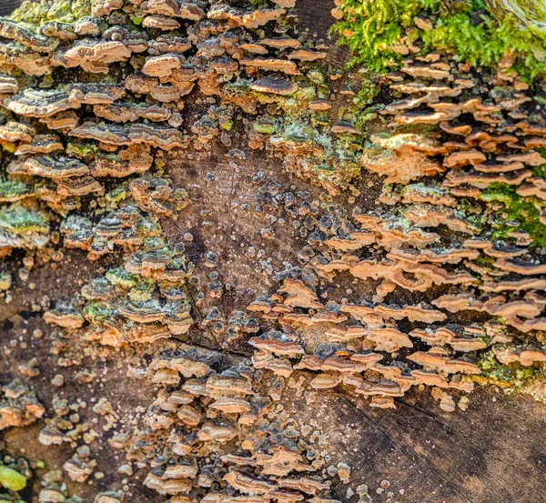 Viele Brackepilze Auf Einem Baumstamm — Stockfoto