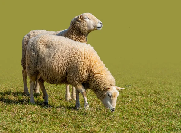 两只阳光明媚的羊在草木般的环境中 在绿色的背中被隔绝开来 — 图库照片