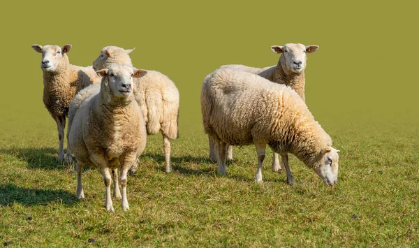 Groupe Lumineux Ensoleillé Moutons Dans Une Ambiance Herbeuse Dégradé Isolé — Photo
