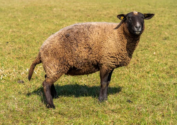 Sideways Shot Urinating Sheep Sunny Grassy Ambiance — Stock Photo, Image