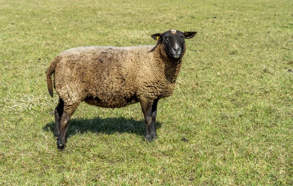 早春时节 小道上的草场上 一只羊被射中了 — 图库照片