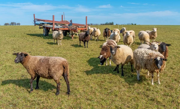 春天里阳光明媚的农业环境中的羊群 — 图库照片