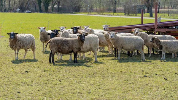 Stado Owiec Słonecznej Atmosferze Rolniczej Wczesną Wiosną — Zdjęcie stockowe