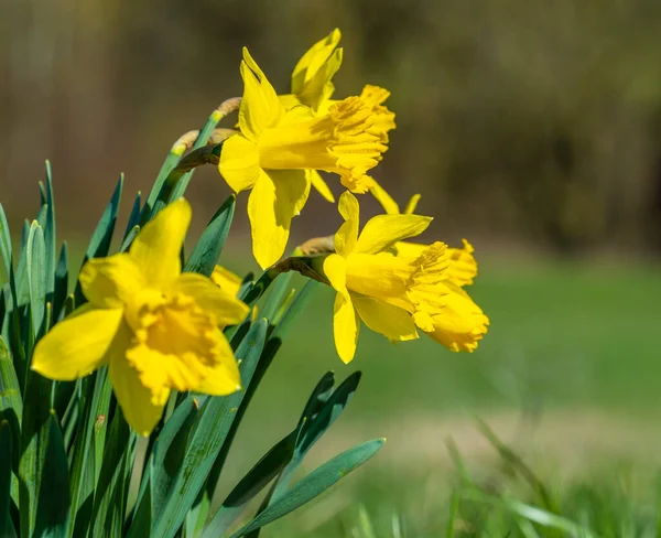 Lage Hoek Van Een Aantal Gele Narcis Bloemen Natuurlijke Zonnige — Stockfoto