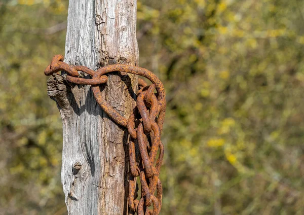 Weathered Rusty Chain Attached Wooden Stick Sunny Ambiance — Stock Photo, Image