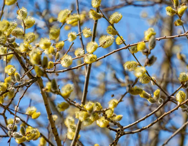 Zweige Mit Blühenden Kätzchen Sonnigem Ambiente — Stockfoto