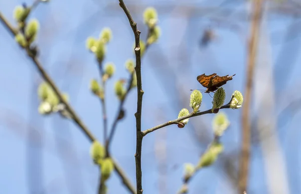 Sideways Shot Comma Butterfly Flowering Male Great Sallow Catkins Sunny — Stock Photo, Image