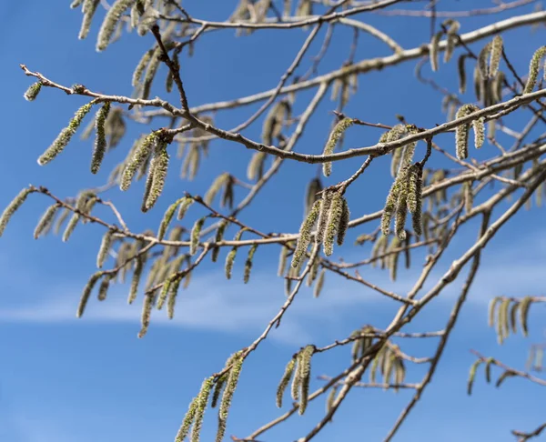 Twigs Ανθοφορία Κοινές Aspen Catkins Ηλιόλουστη Ατμόσφαιρα — Φωτογραφία Αρχείου