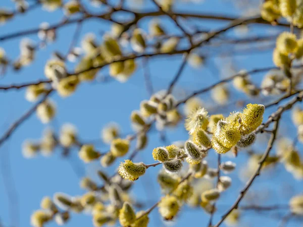 Kvistar Med Blommande Hane Stor Talg Catkins Solig Atmosfär — Stockfoto
