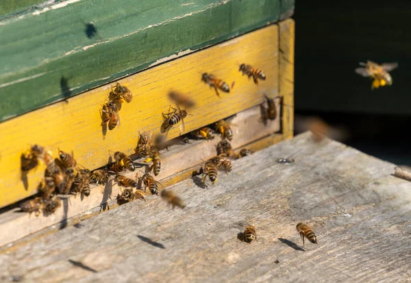 Вхід Дерев Яного Вулика Оточенні Багатьох Бджіл — стокове фото
