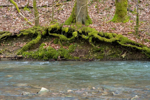 早春に小さな川に苔むした根を持つ樹々を望む利他的な風景 — ストック写真