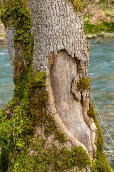 Paisagem Ripária Incluindo Tronco Árvore Ferido Musgoso Pequeno Rio Início — Fotografia de Stock