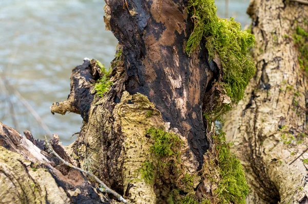 Mossig Trädstam Närbild Vid Liten Flod — Stockfoto
