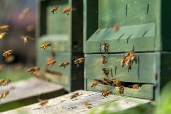 Eingang Der Hölzernen Bienenstöcke Umgeben Von Vielen Fliegenden Bienen lizenzfreie Stockfotos
