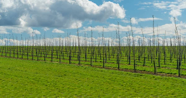 Tree Plantation Early Spring Time — Stock Photo, Image