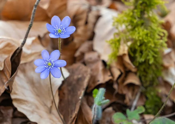 Detaljerad Bild Några Liverwort Blommor Naturlig Atmosfär — Stockfoto