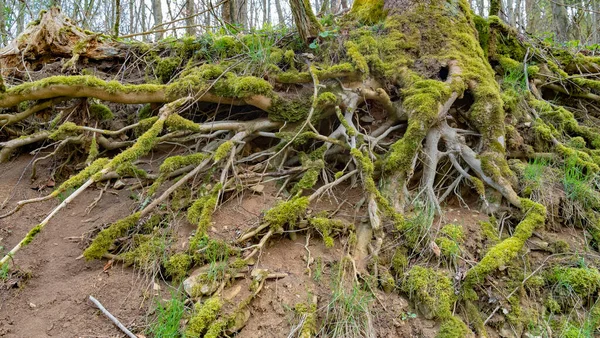 Kořeny Mossy Stromu Viděné Svahu Volnou Zemí — Stock fotografie