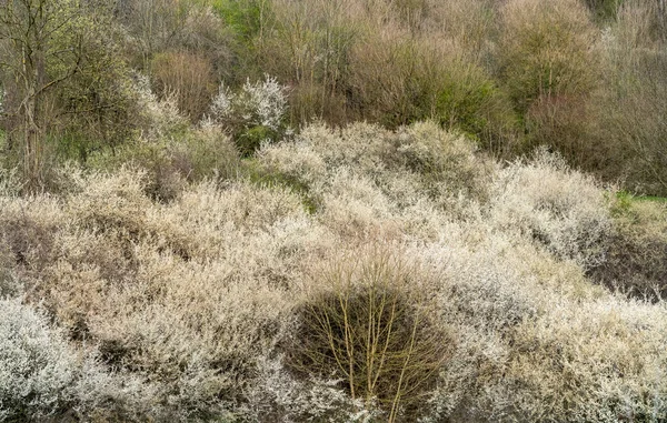 Full Frame Picture Showing White Blooming Bushes Early Spring Time — Stock Photo, Image