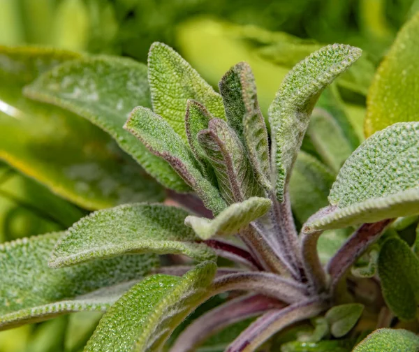 Full Frame Closeup Shot Showing Lots Fresh Salvia Leaves — Stock Photo, Image