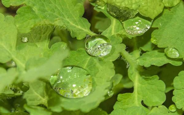 Macro Shot Showing Fresh Green Leaves Some Clear Water Drops — Stock Photo, Image