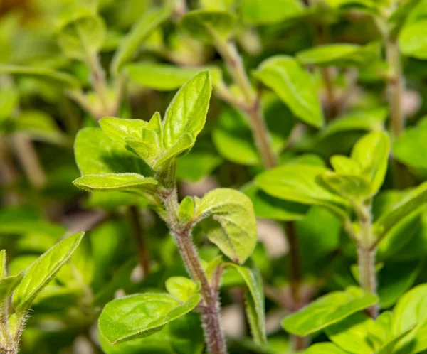 Full Frame Closeup Shot Showing Fresh Green Oregano Leaves — Stock Photo, Image