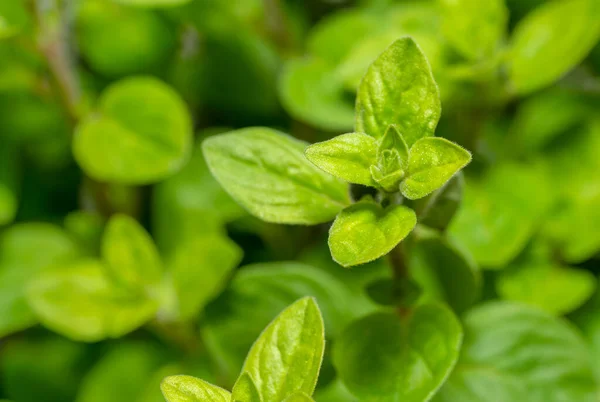 Full Frame Closeup Shot Showing Fresh Green Oregano Leaves — Stock Photo, Image