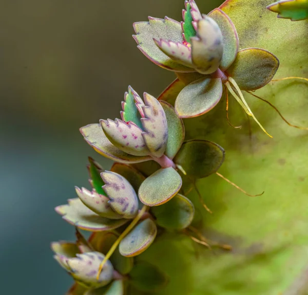 葉の上のいくつかのメキシコの帽子の植物の閉鎖ショット — ストック写真