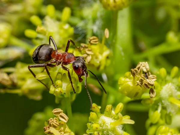 Kırmızı Ahşap Karınca Çiçekli Kafaya Tırmanıyor Tohumları Güneşli Ortamda — Stok fotoğraf