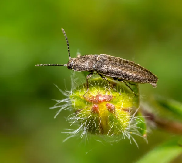 单击甲虫栖息在自然绿背的毛茸茸的植物花蕾上 — 图库照片