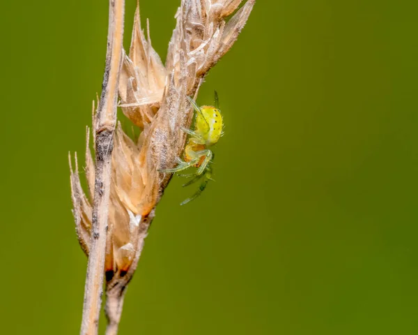 Salatalık Yeşili Bir Örümceğin Yeşil Sırtında Kuru Bir Çim Kulağında — Stok fotoğraf