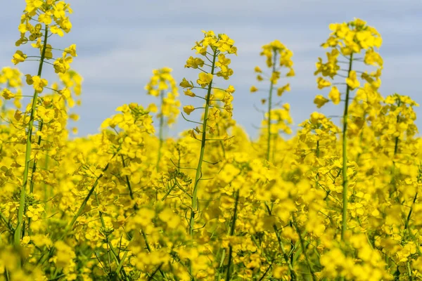 Closeup Shot Showing Yellow Blooming Rape Blossoms — Stock Photo, Image