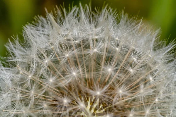 Closeup Shot Dandelion Seedhead Natural Blurry Back — Stock Photo, Image