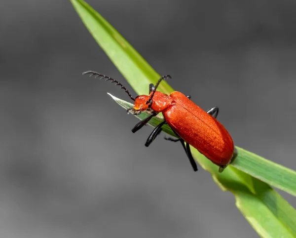 Kardinal Böcek Çimlerin Üzerinde Dinleniyor Gri Sırtlı — Stok fotoğraf
