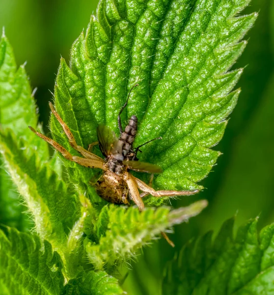 Crab Spider Captured Fly Nettle Leaves — Stock Photo, Image