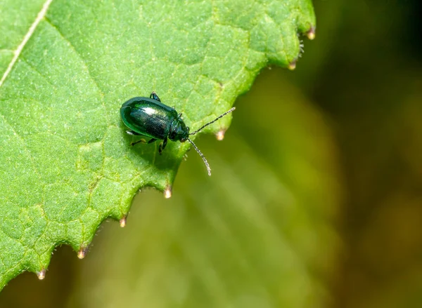 Primer Plano Escarabajo Pulga Altica Borde Una Hoja Verde —  Fotos de Stock