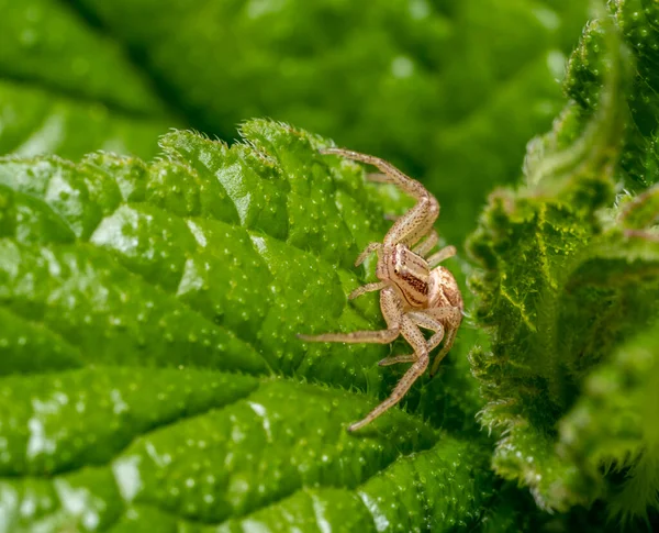 Makro Záběr Číhající Krab Pavouk Zeleném Listě Kopřivy — Stock fotografie