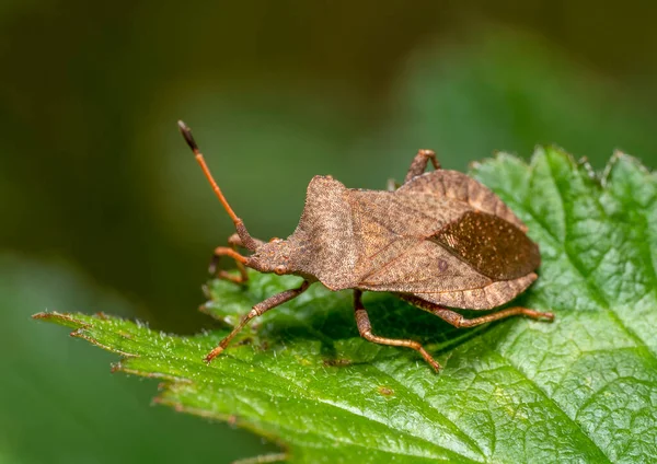 Μακρό Πλάνο Του Ένα Bug Αποβάθρα Στηρίζεται Ένα Πράσινο Φύλλο — Φωτογραφία Αρχείου