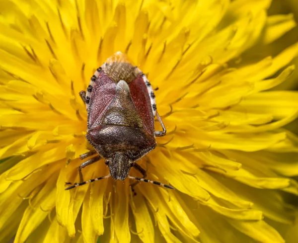 Sarı Bir Karahindiba Çiçeğinin Üzerinde Duran Kıllı Bir Kalkanböceğinin Makro — Stok fotoğraf