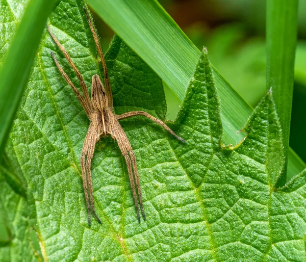 在自然氛围中在荨麻叶上的幼龄蜘蛛网蜘蛛的特写镜头 — 图库照片