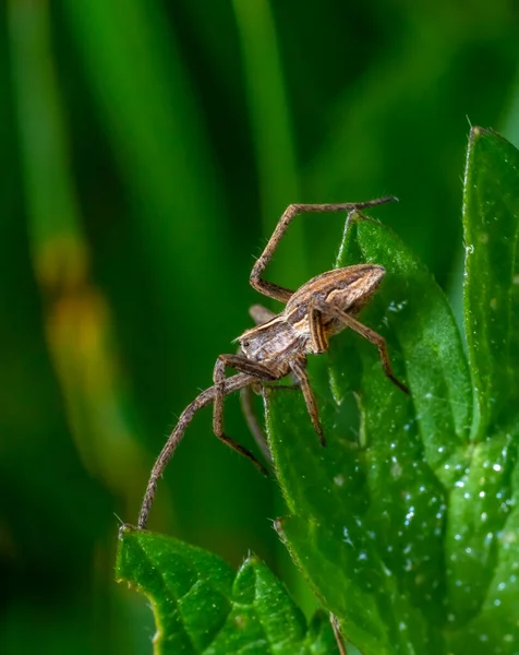在自然氛围中在荨麻叶边拍摄的幼龄蜘蛛网 — 图库照片
